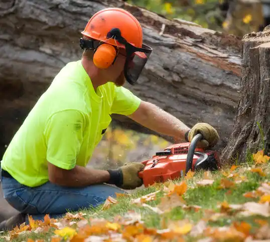 tree services Southern Shores